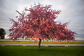 Pink Tree At Sunset